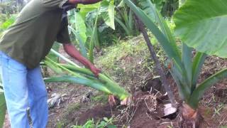 The Giant Taro plant How big will their corms [upl. by Ahsilav]