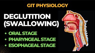 Deglutition Swallowing And its Reflex  Gastrointestinal Physiology  By Muneeb [upl. by Nelle]