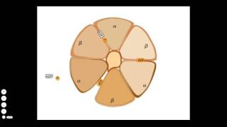 ATP Synthase Mechanism [upl. by Ainahtan]