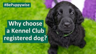 Why choose a Kennel Club registered dog [upl. by Skvorak239]