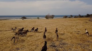 SUMBA  STAMPEDE WILD HORSES [upl. by Boyer]