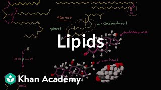 Lipid overview  Macromolecules  Biology  Khan Academy [upl. by Adne]