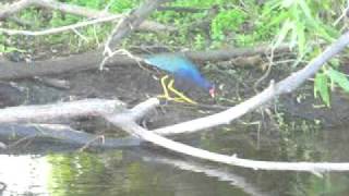 Purple Gallinule in the St Johns marsh [upl. by Luapnaej]