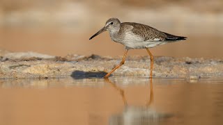 פארק הצפרות אילת  Eilat ornithological park [upl. by Gorden]