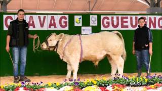 CONCOURS CHAROLAIS GUEUGNON 2015 [upl. by Adiela]