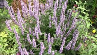 AGASTACHE  You need this in your 2024 Pollinator Garden CEGNatives [upl. by Wivinia251]