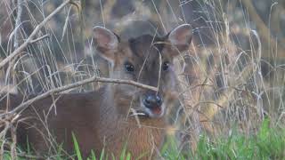 Muntjac Deer  The British Mammal Guide [upl. by Nalod]