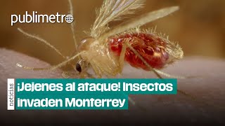 ¡Jejenes al ataque 🪲Insectos INVADEN Monterrey [upl. by Moyers63]