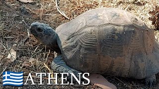 Marginated tortoises Testudo marginata 🇬🇷 Athens Greece  v111 [upl. by Assilrac225]