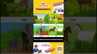 Types of Consumers  Consumers Carnivores Omnivores amp Herbivores  Learn Biology with Home Revise [upl. by Nicolle]