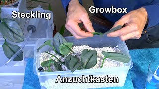 Growbox Anzuchtkasten für Stecklinge mit Perlit in der Vermehrung für Pflanzen im Pflanzenfilm [upl. by Osnofedli313]