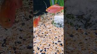 barbo Rosado Pethia Conchoniusaquario peixes aquariumfish [upl. by Lotsirb]