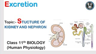 STRUCTURE OF KIDNEY AND NEPHRON CLASS 11TH BIOLOGY EXCRETORY SYSTEM IIbioroots neet biology [upl. by Alyal617]