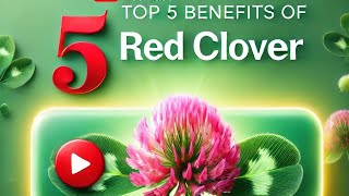 Top 5 Benefits of Red Clover [upl. by Alf533]