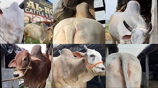 AL  HOOR DAIRY AND CATTLE FARM  KOLKATA COW 2024 [upl. by Odlo]