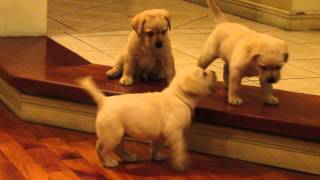 Perros Labradores Retriever jugando [upl. by Anitnemelc]