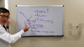 Supranuclear control of cranial nerves [upl. by Ahsiea]