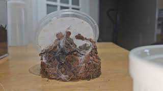 Rehousing a GBB tarantula [upl. by Ody]