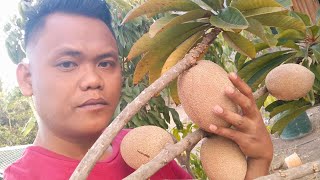 Mamey sapote ‼️ Sawo Terbesar di Dunia [upl. by Olsen309]