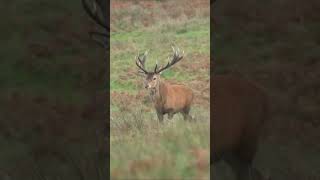 Close up with Huge Exmoor Stag Rut 2023 deer [upl. by Lore]