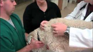 How to give a pet injections [upl. by Col]