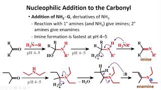 Nucleophilic Addition to the Carbonyl │ Aldehydes amp Ketones │ Organic Chemistry [upl. by Hills668]