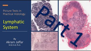 Picture tests in practical histology of lymphatic tissue part 1 [upl. by Adlihtam]