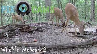 PixCamscom Wildlife Cam 2 Live Stream [upl. by Enomal696]