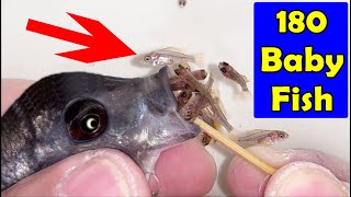 Kadango cichlid fish gives birth to 180 baby fish Thats incredible 😲😍🐬👍🙏 [upl. by Etnovert]