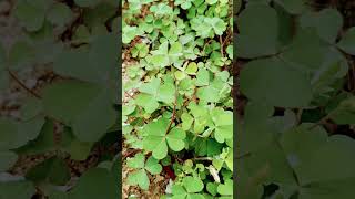 Oxalis ☘️ plants trending videos yshortsviral reelsplease likeamp subscribe 👏👏👏👏 [upl. by Ayak]