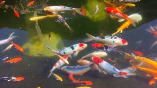 Koi Fish Swimming In A Pond No 4 [upl. by Gorges28]