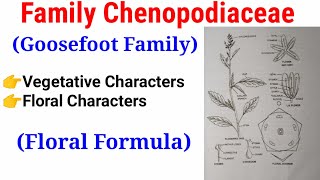 Family Chenopodiaceae Goosefoot Family In HindiUrdu [upl. by Penrose353]