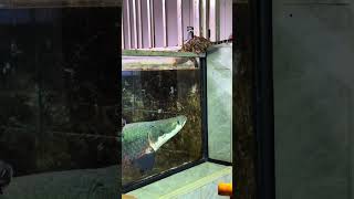 Arapaima Fantastic Beasts Fish Farming Diary Mr Li who loves fish farming Ocelot [upl. by Neala]