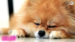 🔴Puppy Sleeping Music🎵🐶Anti Separation anxiety relief music💖Dog relaxation music🎵Music for Dogs [upl. by Akerdnuhs]