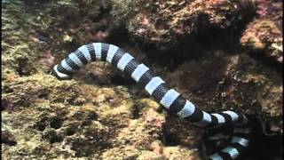 Sea Snake eating Moray Eel Fiji Laticauda colubrina vs Gymnothorax sp [upl. by Vezza]