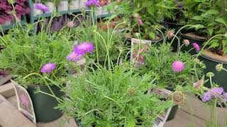 Scabiosa Butterfly Blue  Pink Mist Pincushion Flower  Pretty LONG BLOOMING Perennials [upl. by Ardnikat]