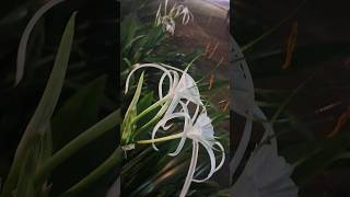 beachspiderlilyhymenocallis littoralis [upl. by Panthia]