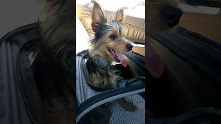 Cute Yorkie Poo Lily loves Arbys Roast Beef arbys yorkipoo viral cute puppy dog viralshort [upl. by Egreog164]