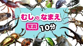 【昆虫の名前】写真で覚える！こんちゅうのなまえ25種・10分〈カブトムシ・ノコギリクワガタ・アメリカザリガニ・カマキリ ・スズメバチ〉【幼児向け 子ども向け】 日本語 bug Japanese [upl. by Aisatsana]