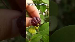 La pitanga fruta de 𝙀𝙪𝙜𝙚𝙣𝙞𝙖 𝙪𝙣𝙞𝙛𝙡𝙤𝙧𝙖 variedad negra frutas frutaexotica plantas frutales [upl. by Trahurn]