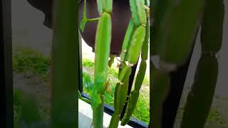 Cissus Quadrangularis succulent plant succulents plants cactus homegarden hack tips care [upl. by Panaggio]