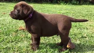 Chocolate Labradors  6 weeks Full Litter  8 puppies [upl. by Gardol17]