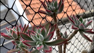 Echeveria Pulvinata Ruby Blush  A Echeveria mais fácil de cultivar [upl. by Milburn]