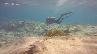 Investigación en arqueología subacuática en arrecifes [upl. by Windham763]