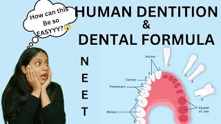 Human Dentition 🦷amp DENTAL FORMULA  Thecodont  diphyodont heterodont  NEET  humera [upl. by Anelegna294]