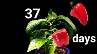 Red bell Pepper growing from a seed  Time Lapse [upl. by Froh520]