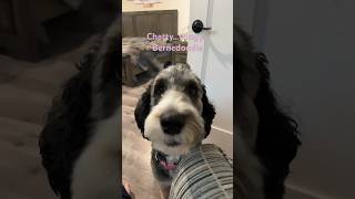 Bernedoodles they’re stage 5 clingers dog funny bernedoodle dogshorts dogs doglover doodles [upl. by Gaspar]