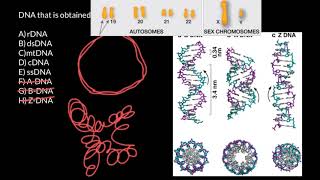 rDNA dsDNA mtDNA cDNA ssDNA explained [upl. by Nolrah875]