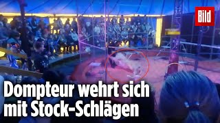 Schock im Zirkus Löwin greift Dompteur an [upl. by Shaffert74]