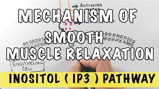 Mechanism of Smooth Muscle Relaxation  Role of Nitric Oxide  IP3 Pathway [upl. by Aloke]